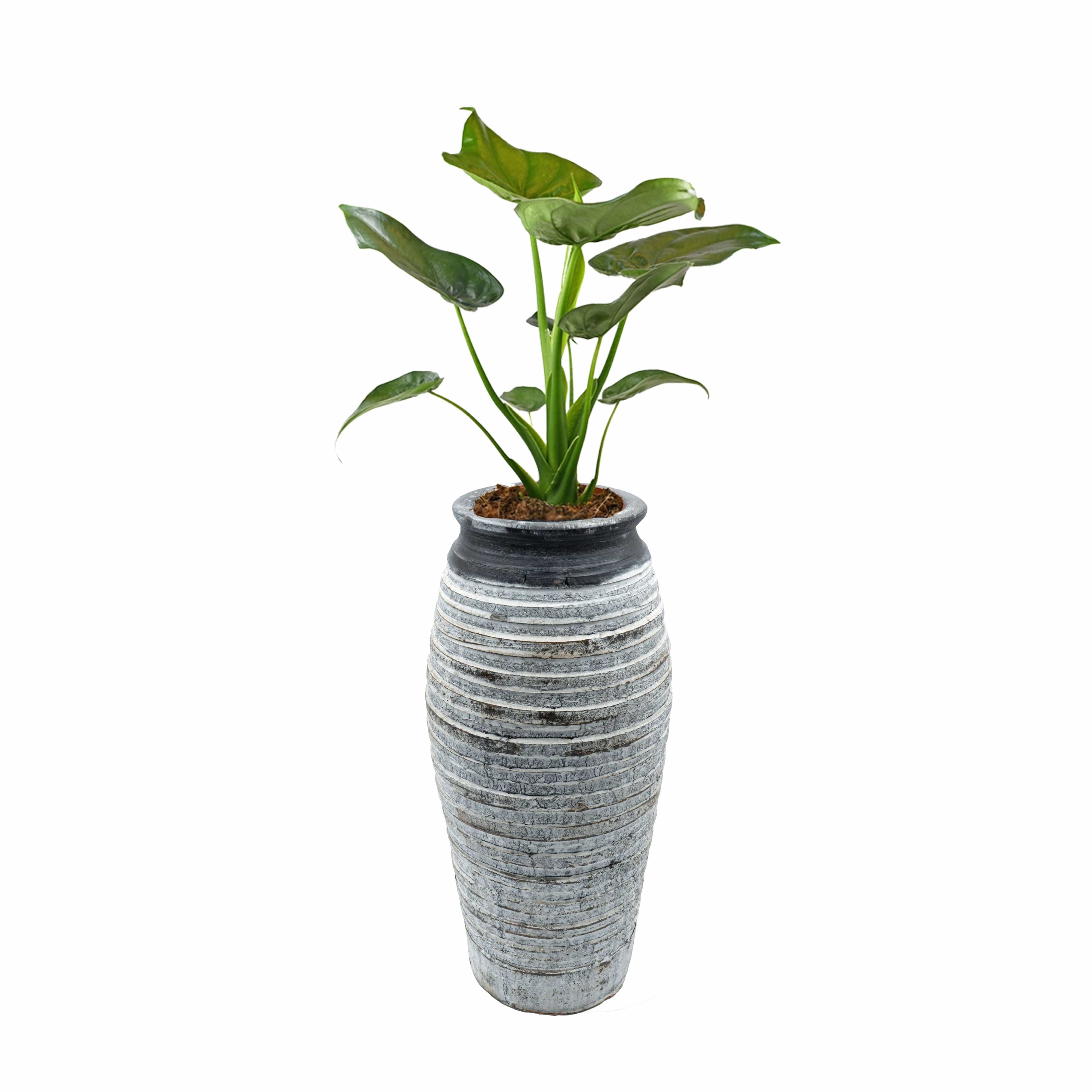 Weiss-grau-schwarze Vase mit Beispielspflanze