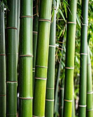 Bamboo