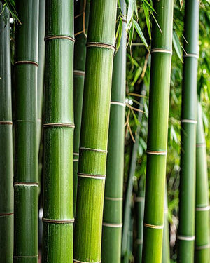 Bamboo